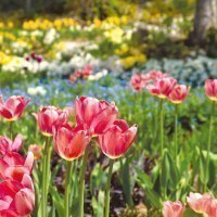 大雪 森のガーデン