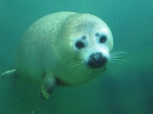 旭山動物園