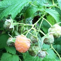 ライナー「緑のフォトアルバム夏編」