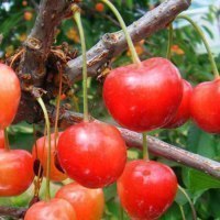 旭川市農政部農業振興課