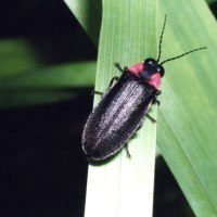 旭川市西神楽ホタルの会（公財）旭川市公園緑地協会