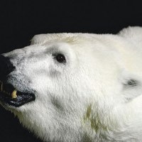 旭川市旭山動物園