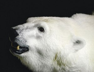 旭川市旭山動物園