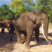 市民団体「繋ぐのは命プロジェクト」