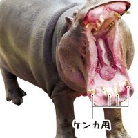 旭山動物園×ライナーネットワーク