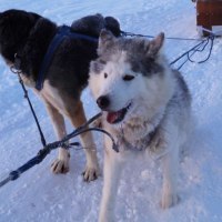 スレッドドッグレースイン旭川実行委員会