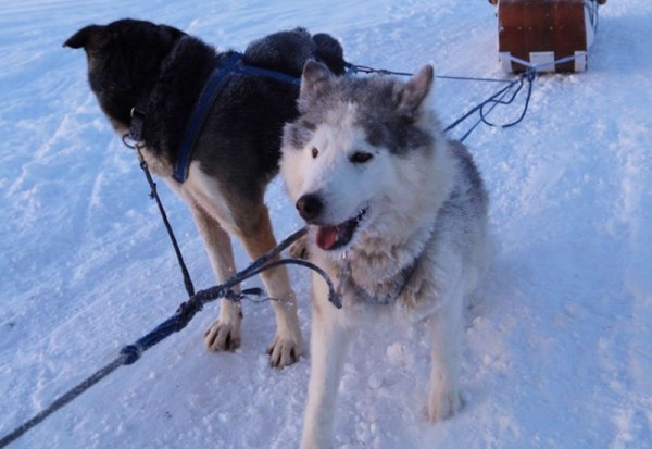 雪原を駆け抜ける 迫力の犬ぞりレースや体験も スレッドドッグレースイン旭川実行委員会 旭川 道北のニュース ライナーウェブ 雪原を駆け抜ける 迫力の犬ぞりレースや体験も スレッドドッグレースイン旭川実行委員会 旭川 道北のニュース ライナーウェブ