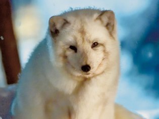 旭山動物園