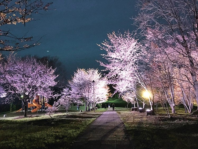 ここの桜がキレイです 旭川近郊のお花見スポット 旭川 道北のニュース ライナーウェブ ここの桜がキレイです 旭川近郊のお花見スポット 旭川 道北のニュース ライナーウェブ
