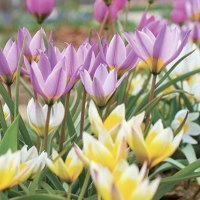 大雪森のガーデン