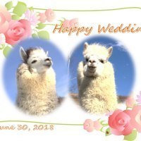 VIVAアルパカ牧場