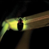 旭川市西神楽ホタルの会（公財）旭川市公園緑地協会