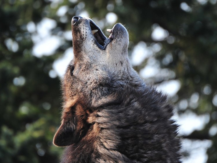 気になるあの子のお鼻 どうなってるの 旭川市旭山動物園協力 旭川 道北のニュース ライナーウェブ