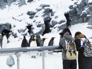 旭山動物園