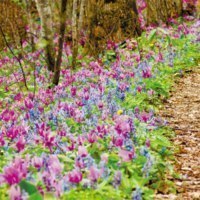 ＮＰＯ法人 もりねっと北海道