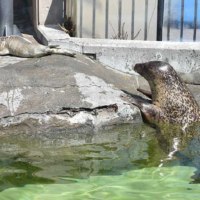 旭川市旭山動物園／旭山公園