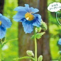 大雪 森のガーデン