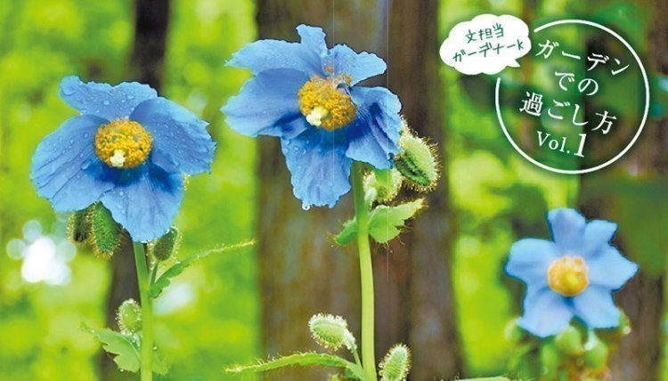 Vol 1 高地に咲く幻の花 メコノプシス 大雪 森のガーデン 旭川 道北のニュース ライナーウェブ Vol 1 高地に咲く幻の花 メコノプシス 大雪 森のガーデン 旭川 道北のニュース ライナーウェブ