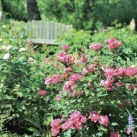 大雪 森のガーデン