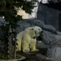 旭川市旭山動物園