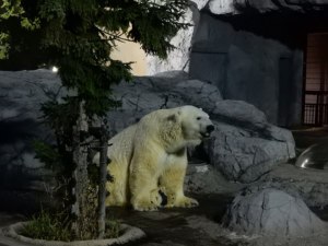 旭川市旭山動物園