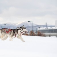 フォト集団「北限」