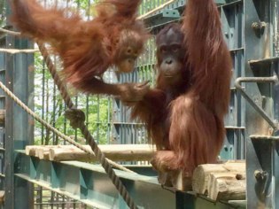 旭山動物園くらぶ事務局