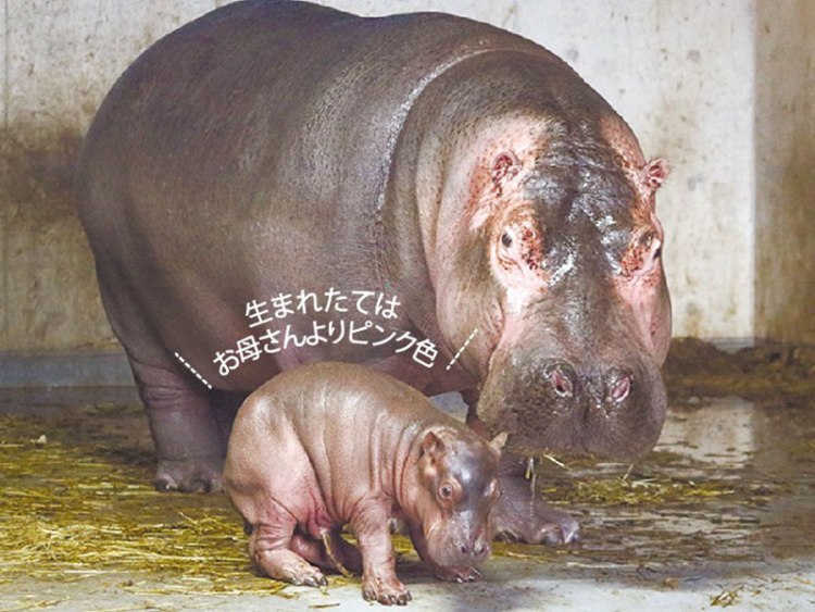 カバの赤ちゃんすくすく モニターで観察できるよ 旭川市旭山動物園 旭川 道北のニュース ライナーウェブ