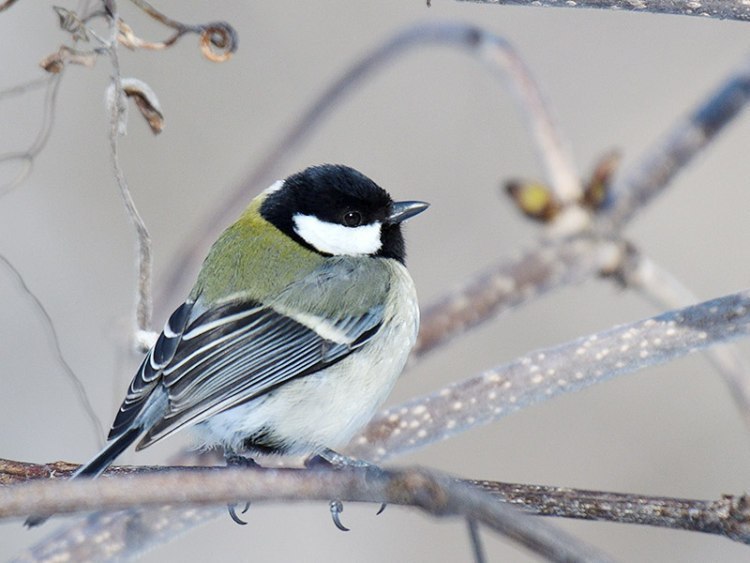 旭川と近郊町で見られる 美しい野鳥と野草たち 旭川 道北のニュース ライナーウェブ 旭川と近郊町で見られる 美しい野鳥と野草たち 旭川 道北のニュース ライナーウェブ