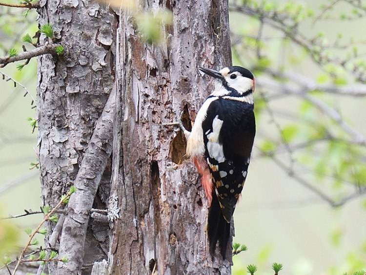旭川と近郊町で見られる 美しい野鳥と野草たち 旭川 道北のニュース ライナーウェブ 旭川と近郊町で見られる 美しい野鳥と野草たち 旭川 道北のニュース ライナーウェブ