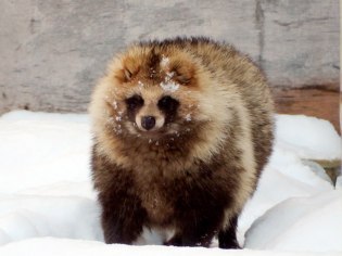 旭川市旭山動物園