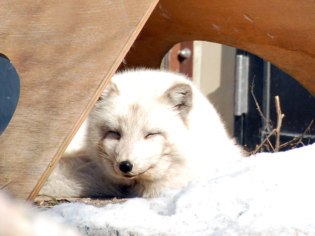 旭川市旭山動物園