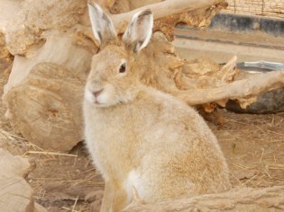 旭川市旭山動物園