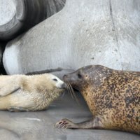 旭川市旭山動物園