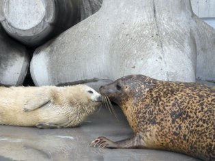 旭川市旭山動物園