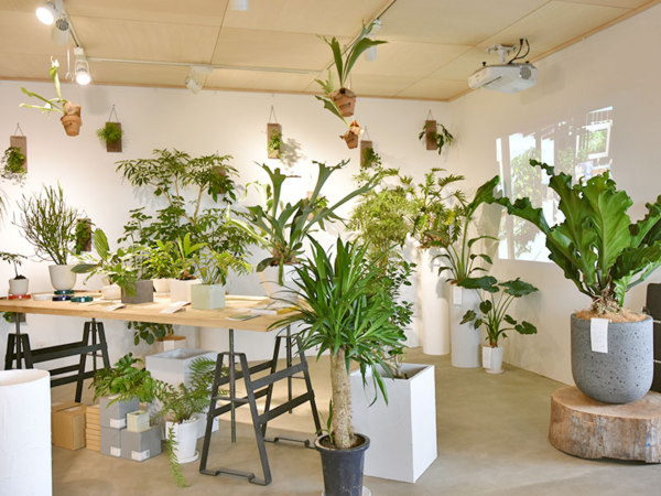 日々の暮らしにグリーンを 展示や楽しみ方も提案 - palemta / 旭川