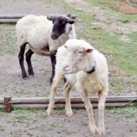 旭川市旭山動物園