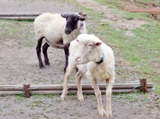 旭川市旭山動物園