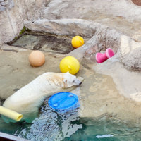 旭川市旭山動物園