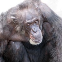 旭川市旭山動物園