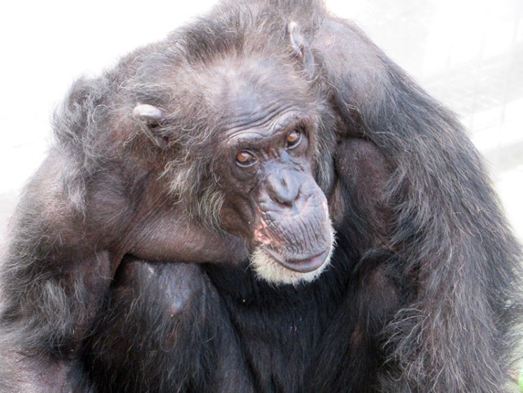 チンパンジーのキーボは 最高齢にして最古参 旭川市旭山動物園 旭川 道北のニュース ライナーウェブ チンパンジーのキーボは 最高齢にして最古参 旭川市旭山動物園 旭川 道北のニュース ライナーウェブ