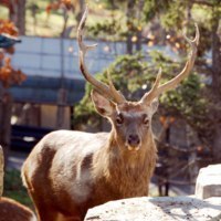 旭川市旭山動物園