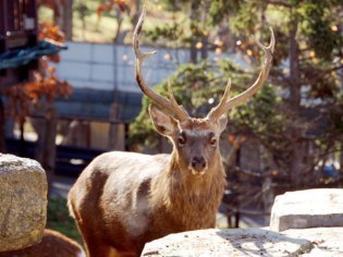 旭川市旭山動物園