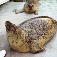 旭川市旭山動物園