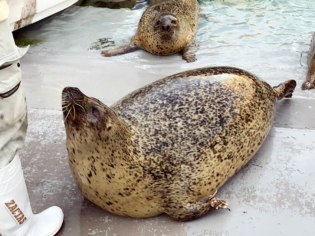 旭川市旭山動物園