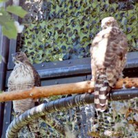 旭川市旭山動物園