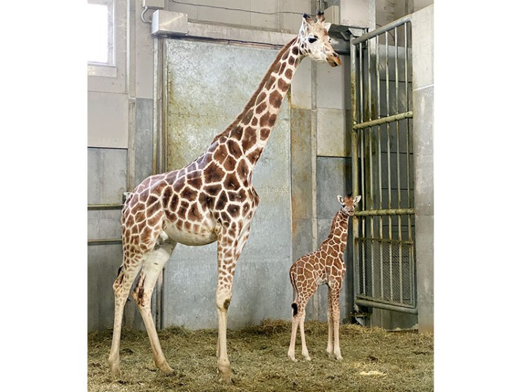 首をながーくして待ってたよ キリンの赤ちゃんすくすく 旭川市旭山動物園 旭川 道北のニュース ライナーウェブ