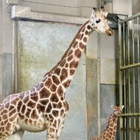 旭川市旭山動物園