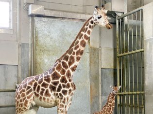 旭川市旭山動物園