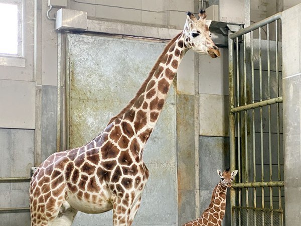 首をながーくして待ってたよ キリンの赤ちゃんすくすく 旭川市旭山動物園 旭川 道北のニュース ライナーウェブ 首をながーくして待ってたよ キリンの赤ちゃんすくすく 旭川市旭山動物園 旭川 道北のニュース ライナーウェブ